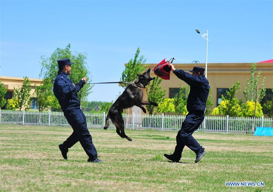 #CHINA-HARBIN-POLICE DOG-TRAINING (CN)