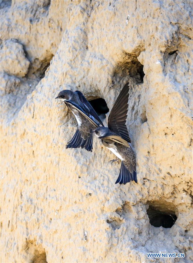 CHINA-BAICHENG-ANIMAL-BANK SWALLOW (CN)