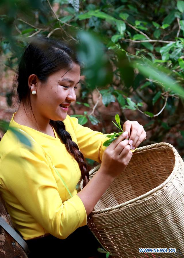 CHINA-YUNNAN-LANCANG-SCENERY AND TEA PLANTING (CN)