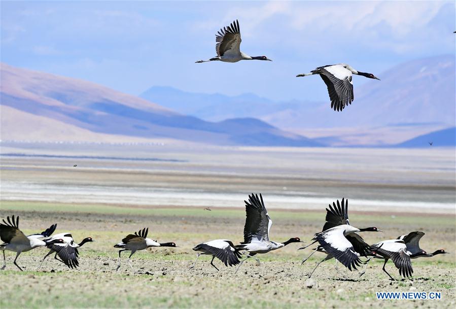 (InTibet)CHINA-TIBET-ECOLOGICAL PROTECTION (CN)