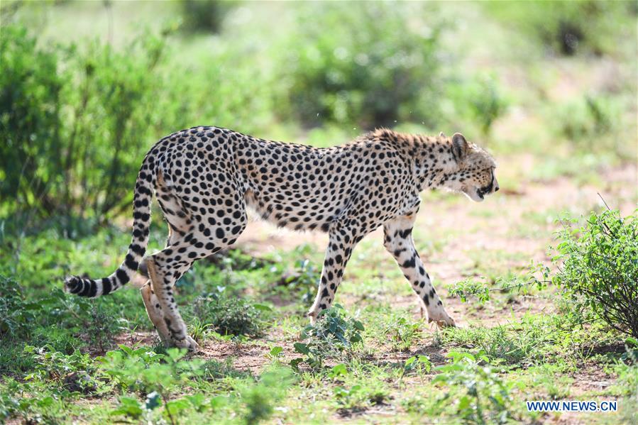 KENYA-SAMBURU-NATIONAL RESERVE