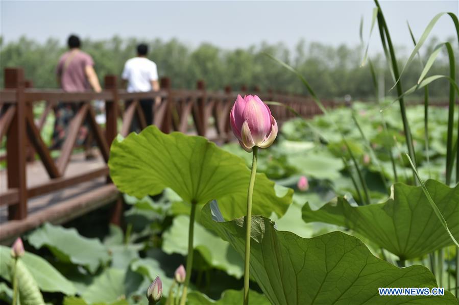 CHINA-HEBEI-LOTUS-TOURISM (CN)