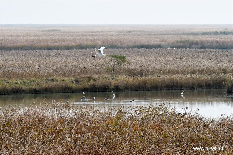 CHINA-MIGRATORY BIRD SANCTUARIES-UNESCO-WORLD HERITAGE LIST (CN)