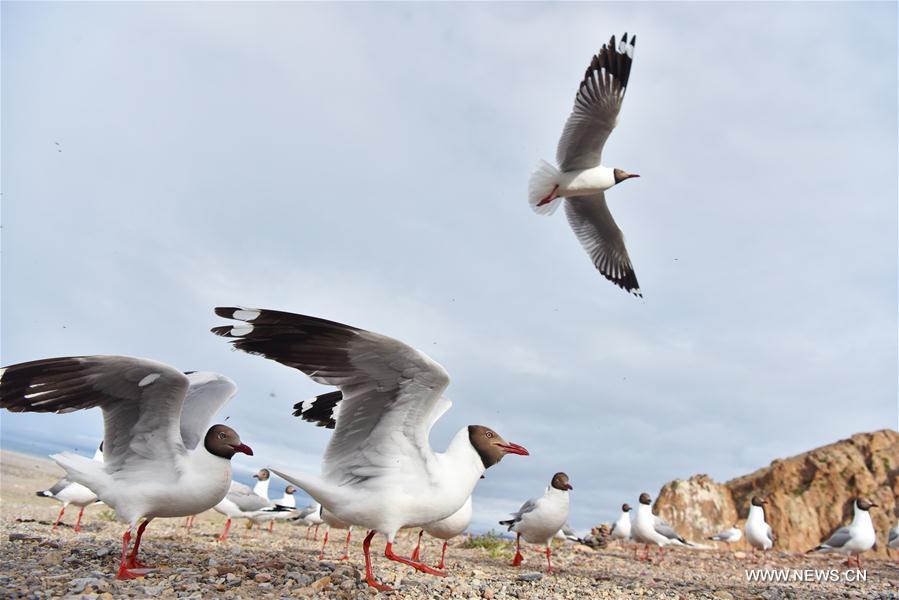 CHINA-TIBET-NAM CO-GULLS(CN)