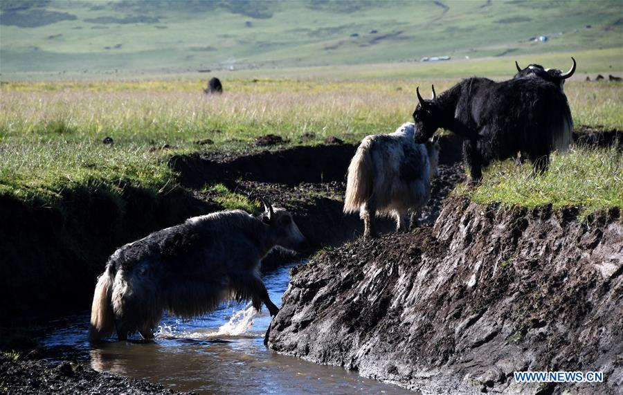 CHINA-SICHUAN-POVERTY ALLEVIATION-YAK-INDUSTRY (CN)