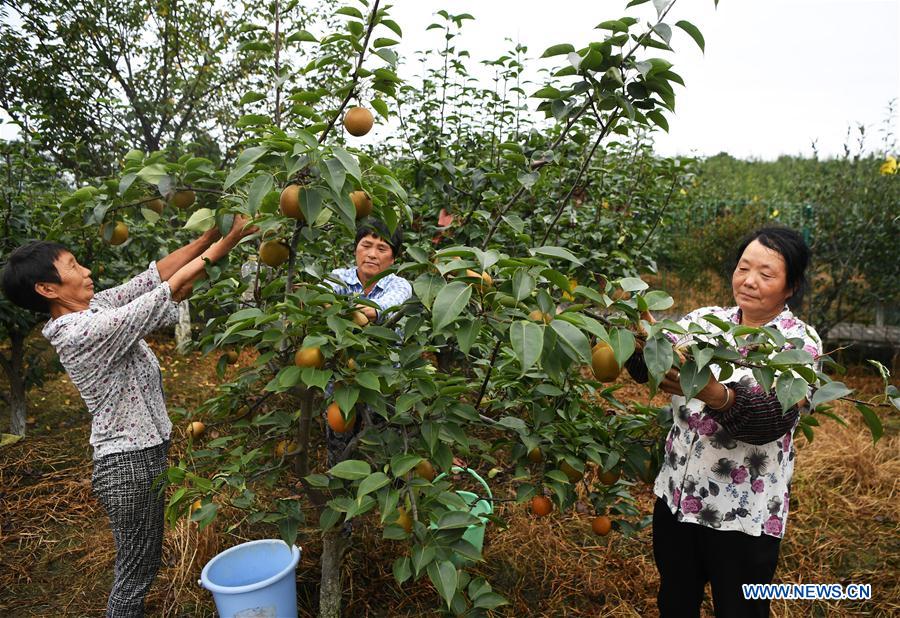 CHINA-CHONGQING-PEAR PLANTATION-POVERTY ALLEVIATION (CN)