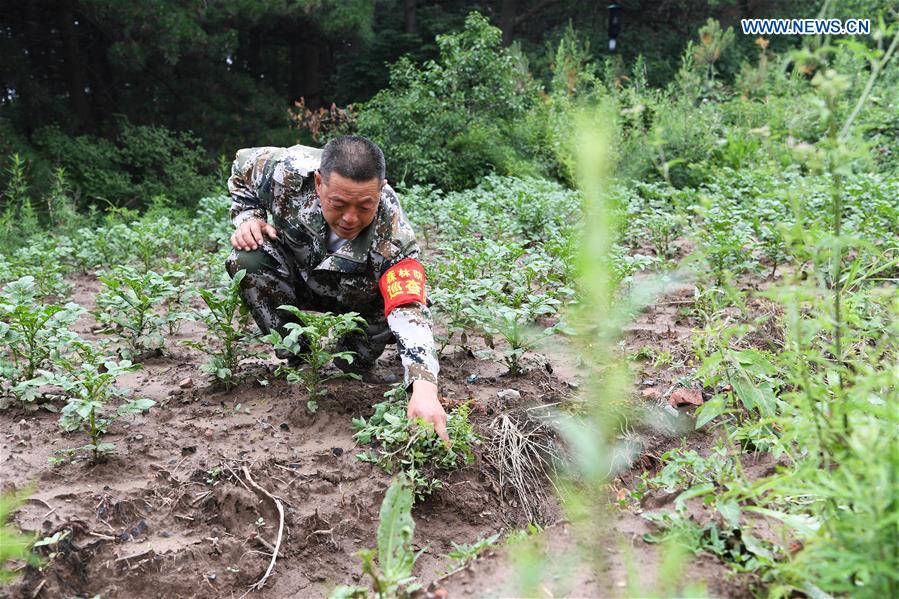 CHINA-SHANXI-FOREST RANGER(CN)