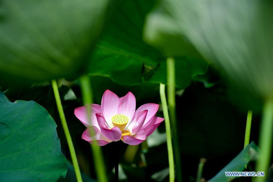 CHINA-CHANGSHA-LOTUS (CN)