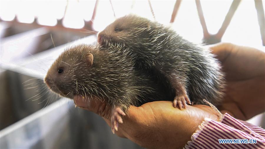 CHINA-GUANGXI-BAMBOO RAT-BREEDING(CN)