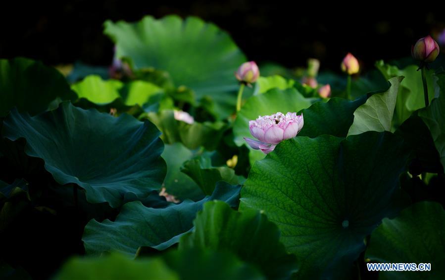 CHINA-SHAANXI-LOTUS FLOWERS (CN)