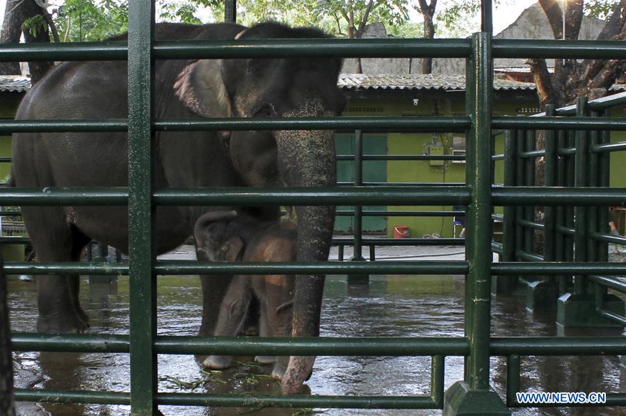 INDONESIA-SURABAYA-BABY ELEPHANT