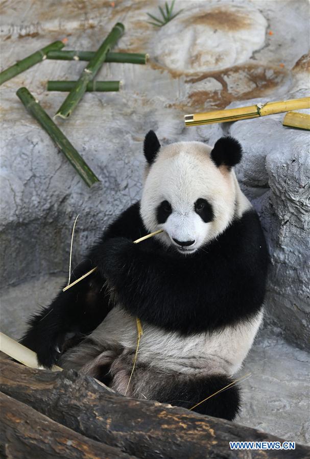 CHINA-HAINAN-HAIKOU-GIANT PANDAS-BIRTHDAY (CN)