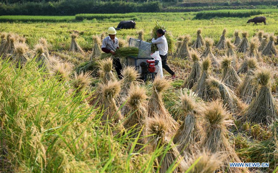 CHINA-GUIZHOU-CENGONG-HYBRID RICE SEED PRODUCTION (CN)