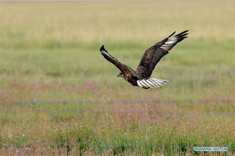 CHINA-GANSU-AKSAY-WILD ANIMAL PROTECTION (CN)