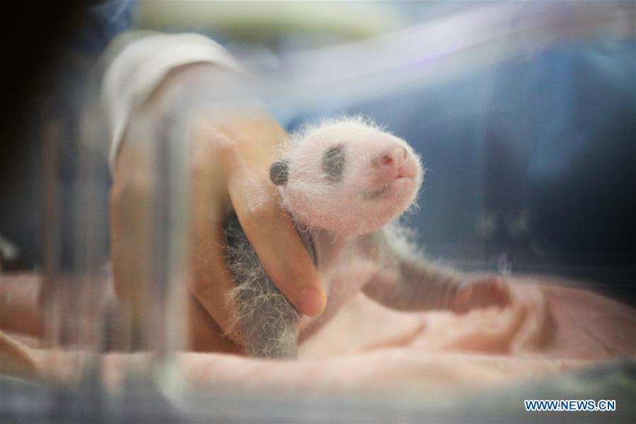 BELGIUM-BRUGELETTE-PANDA CUBS-MEDIA VIEW