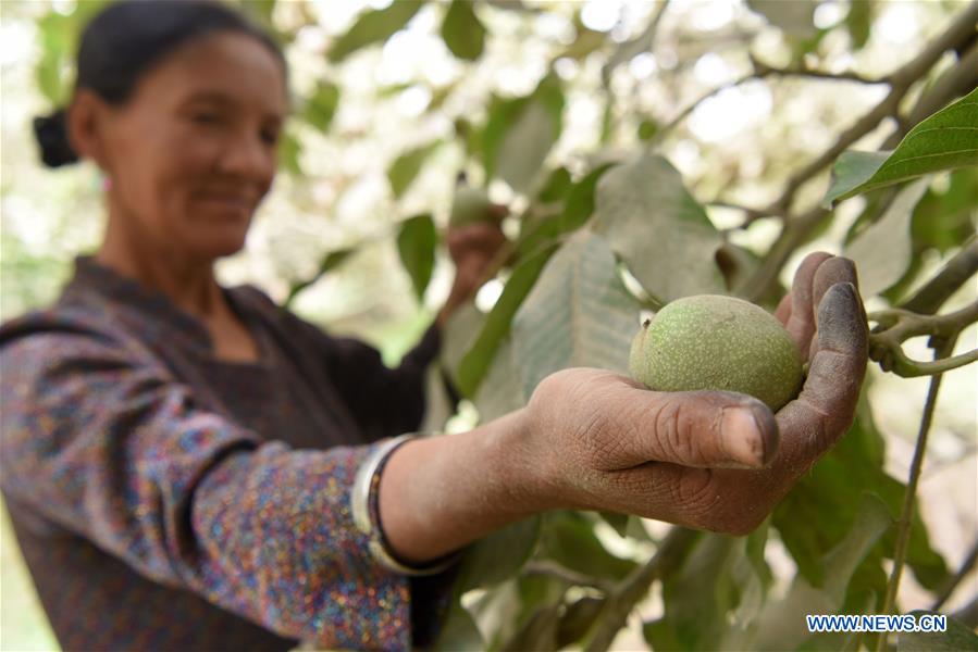 CHINA-XINJIANG-HOTAN-WALNUT-HARVEST (CN)