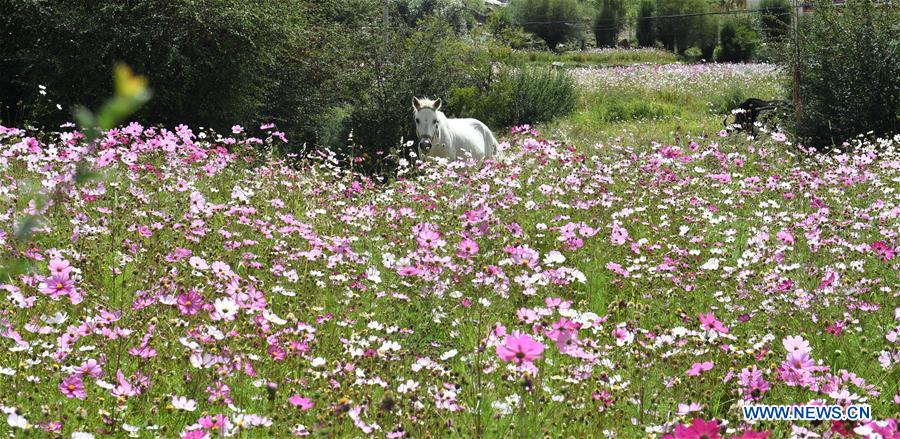 CHINA-TIBET-NYEMO-COSMOS FLOWERS (CN)