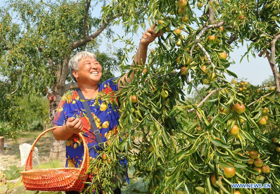 CHINA-HARVEST FESTIVAL-CELEBRATION (CN)