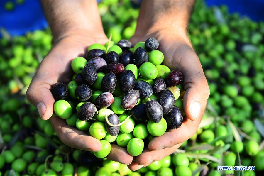 MIDEAST-GAZA-OLIVE-HARVEST