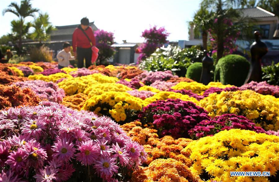 CHINA-HEBEI-CHRYSANTHEMUM EXHIBITION (CN)