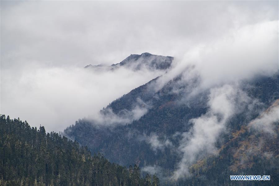 CHINA-TIBET-LULANG-SCENERY (CN)