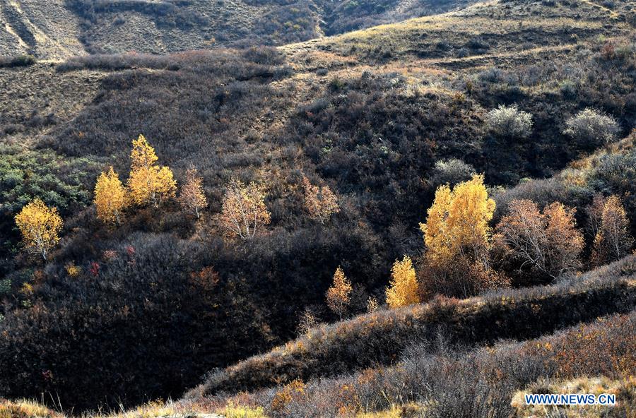 CHINA-INNER MONGOLIA-HORINGER COUNTY-AUTUMN SCENERY (CN)