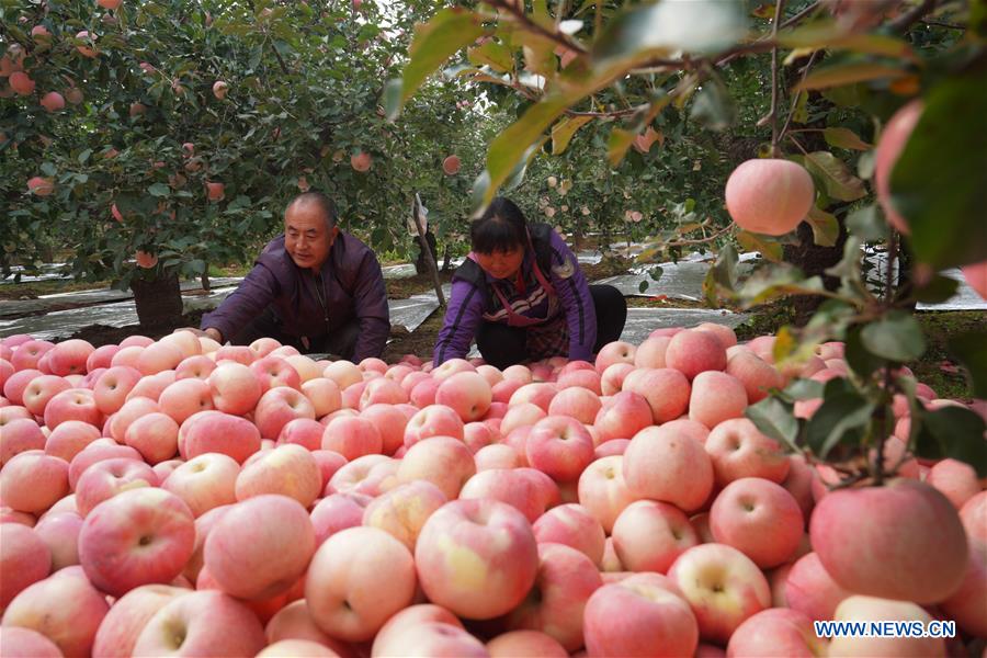 CHINA-HEBEI-APPLE-HARVEST (CN)