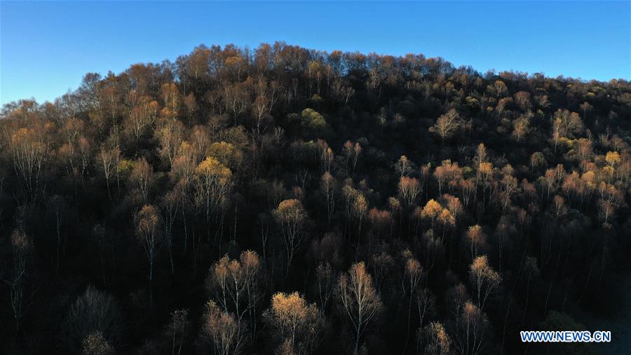 CHINA-SHAANXI-AUTUMN-PASTURE-SCENERY (CN)