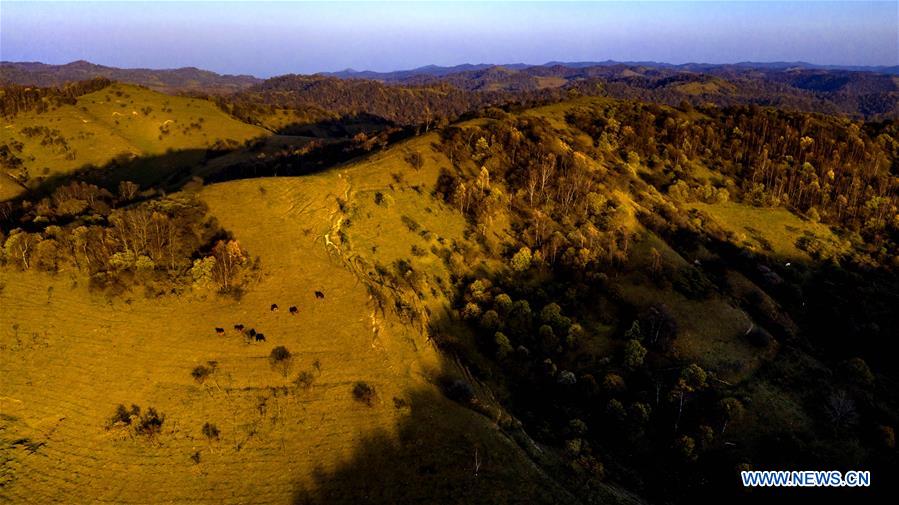 CHINA-SHAANXI-AUTUMN-PASTURE-SCENERY (CN)