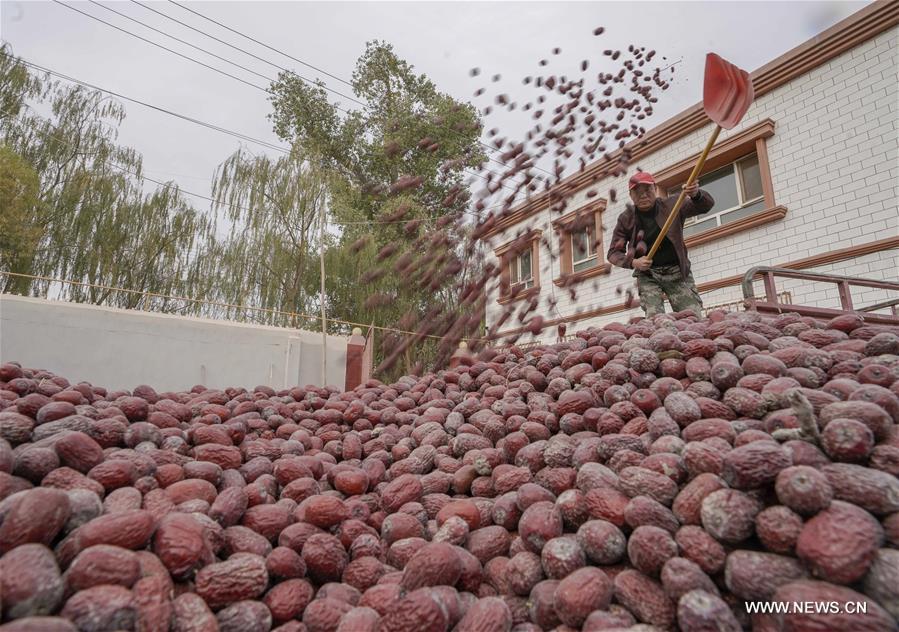 CHINA-XINJIANG-RUOQIANG-RED JUJUBE-HARVEST (CN)