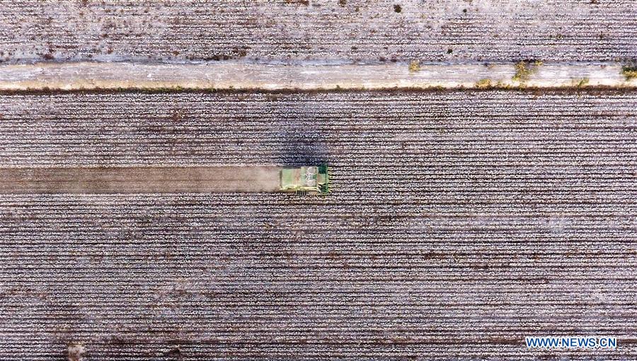 CHINA-XINJIANG-AWAT-AGRICULTURE-COTTON (CN)