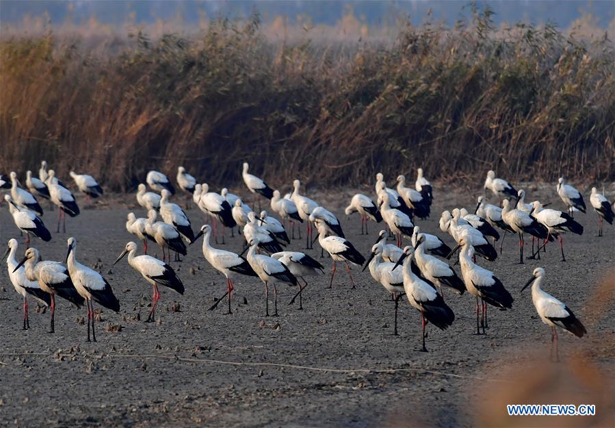 CHINA-HEBEI-WETLAND-ORIENTAL WHITE STORK (CN)