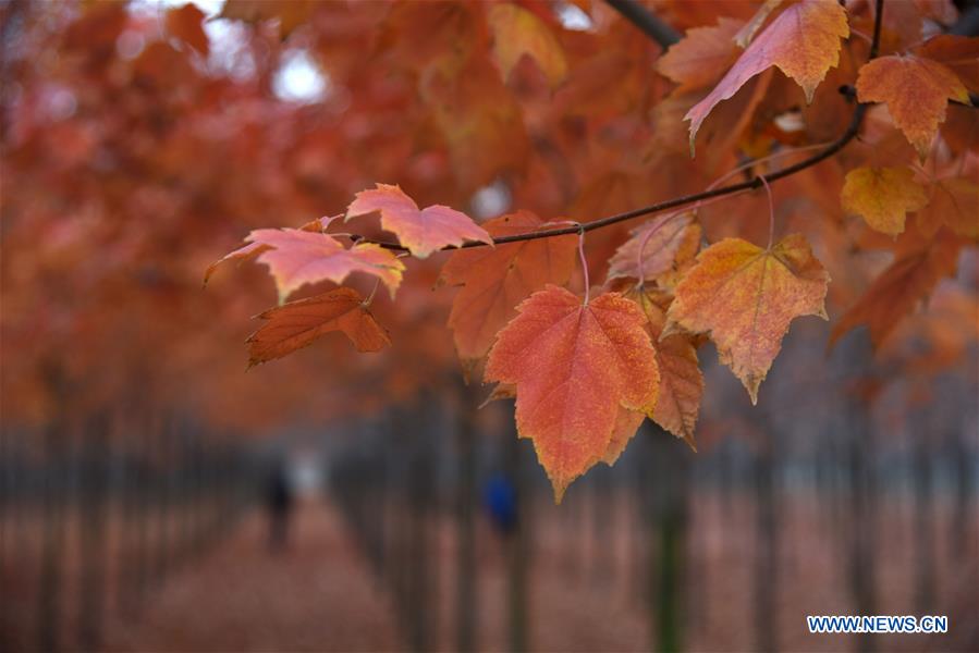 CHINA-SHANDONG-RIZHAO-MAPLE TREES (CN)