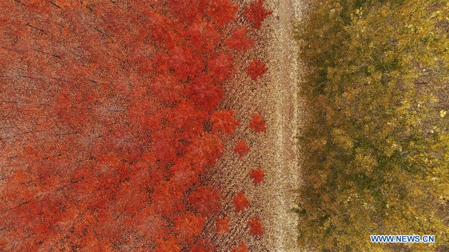 CHINA-SHANDONG-RIZHAO-MAPLE TREES (CN)