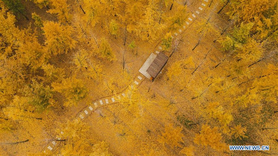 CHINA-HEBEI-HANDAN-AUTUMN SCENERY-GINKGO (CN)