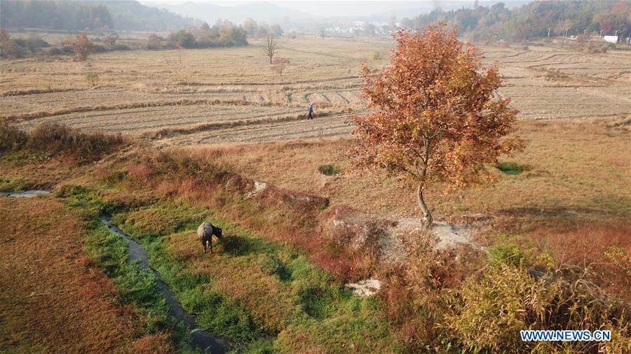 CHINA-ANHUI-HUANGSHAN-COUNTRYSIDE-SCENERY (CN)