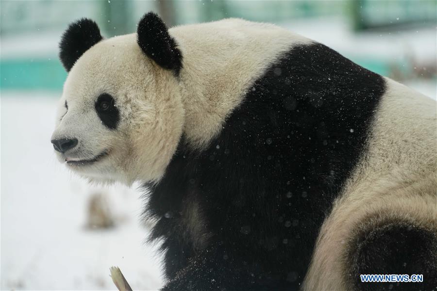 CHINA-HEILONGJIANG-SHANGZHI-SNOW-PANDA (CN)