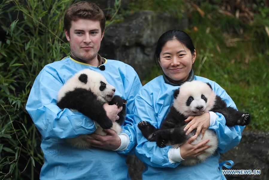 BELGIUM-BRUGELETTE-PAIRI DAIZA-ZOO-PANDA TWINS-OFFICIAL NAME