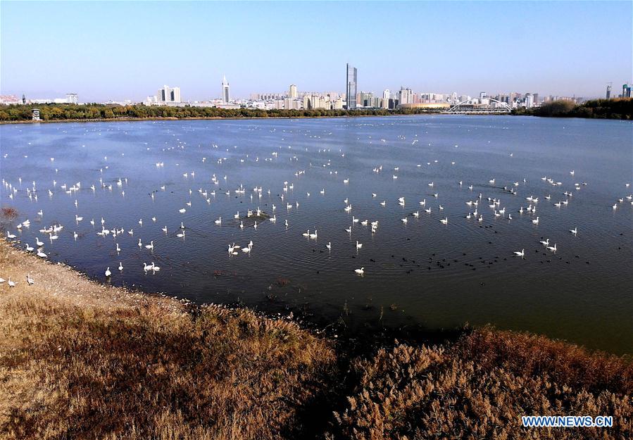 CHINA-HENAN-SANMENXIA-WHITE SWANS (CN)