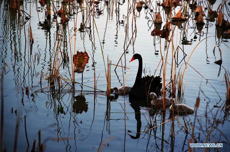 CHINA-SHANDONG-JINAN-WETLAND (CN)