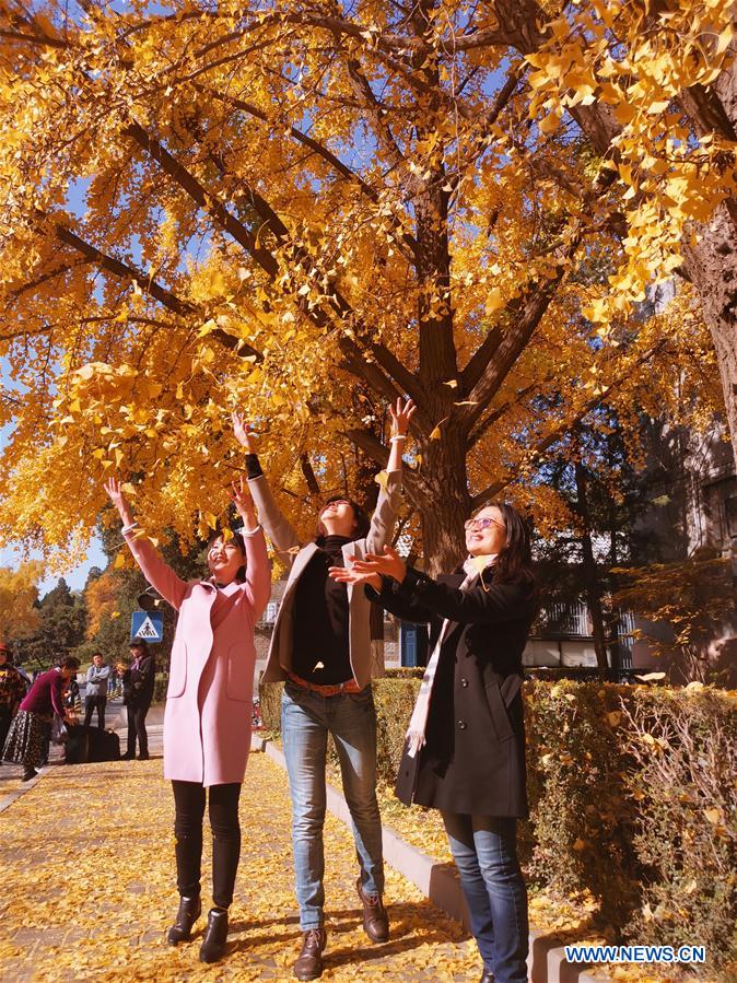 (BeijingCandid)CHINA-BEIJING-AUTUMN (CN)