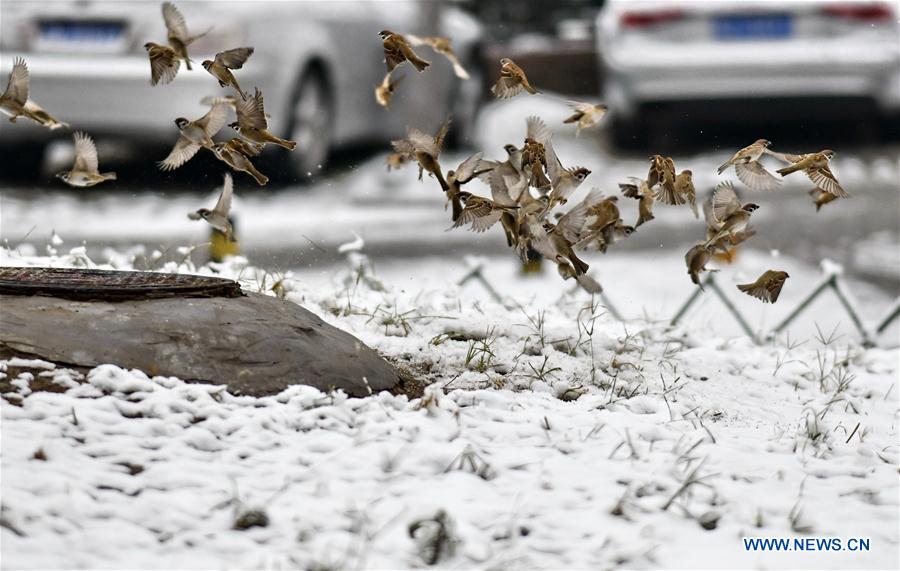 CHINA-BEIJING-SNOW-SCENERY (CN)