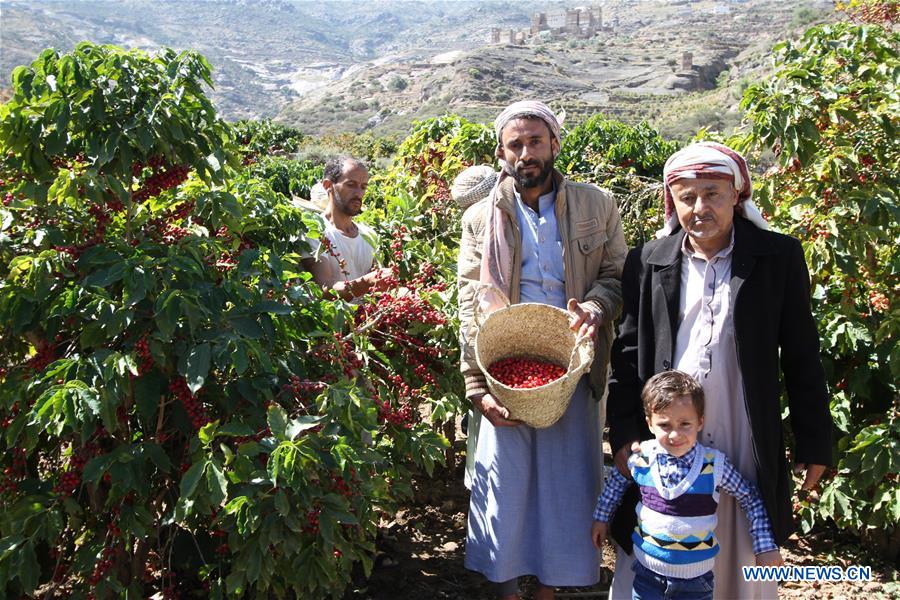 YEMEN-SANAA-COFFEE HARVEST