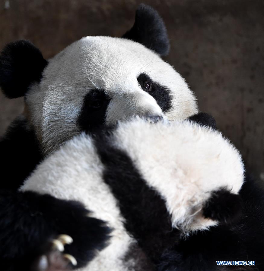 CHINA-SHAANXI-QINLING-GIANT PANDA KINDERGARTEN