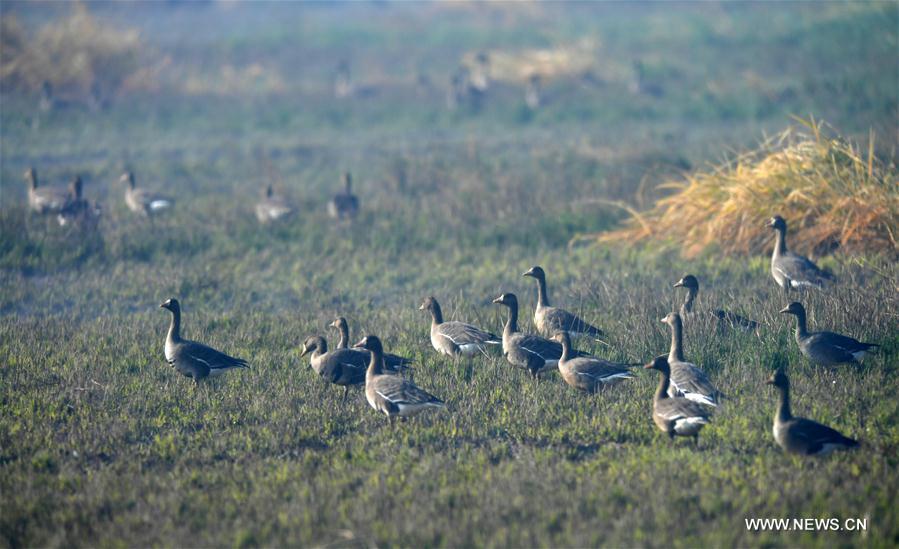 CHINA-JIANGXI-MIGRANT BIRDS-NANJI WETLAND (CN)