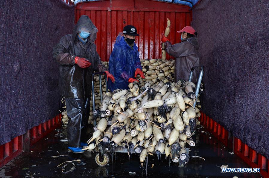 CHINA-ANHUI-LOTUS ROOT-HARVEST (CN)