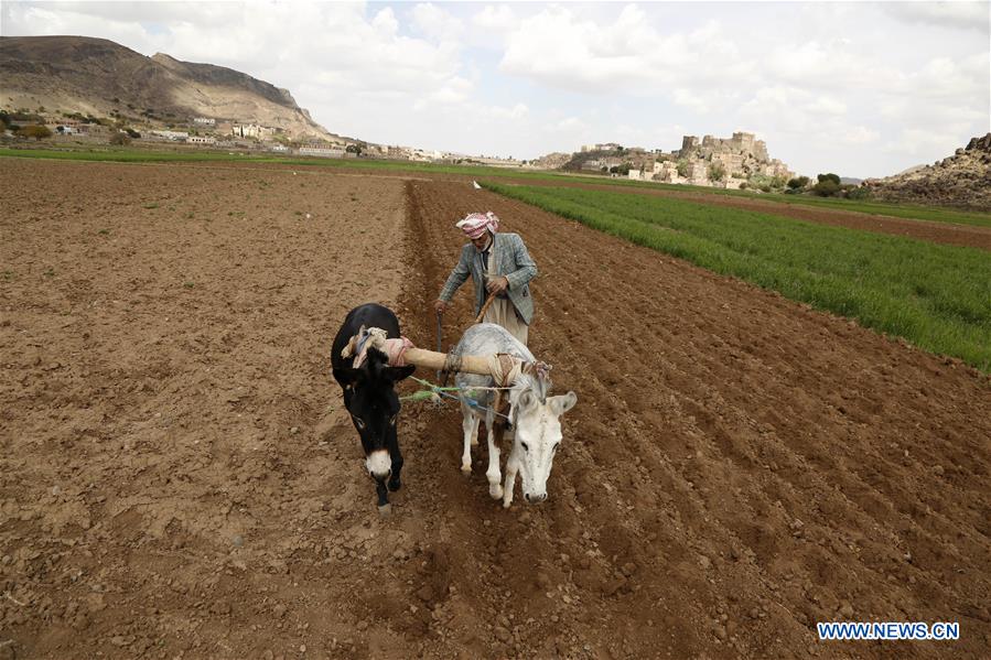 YEMEN-SANAA-FARMING