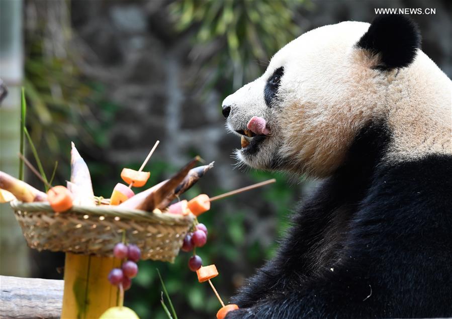 CHINA-HAINAN-HAIKOU-GIANT PANDA (CN)