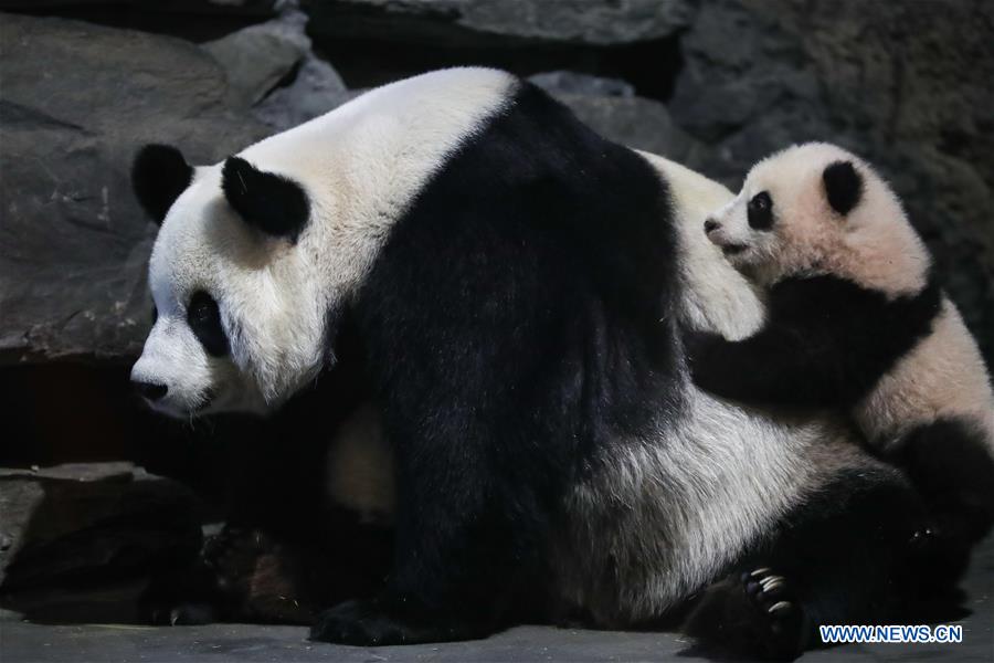 BELGIUM-BRUGELETTE-GIANT PANDA