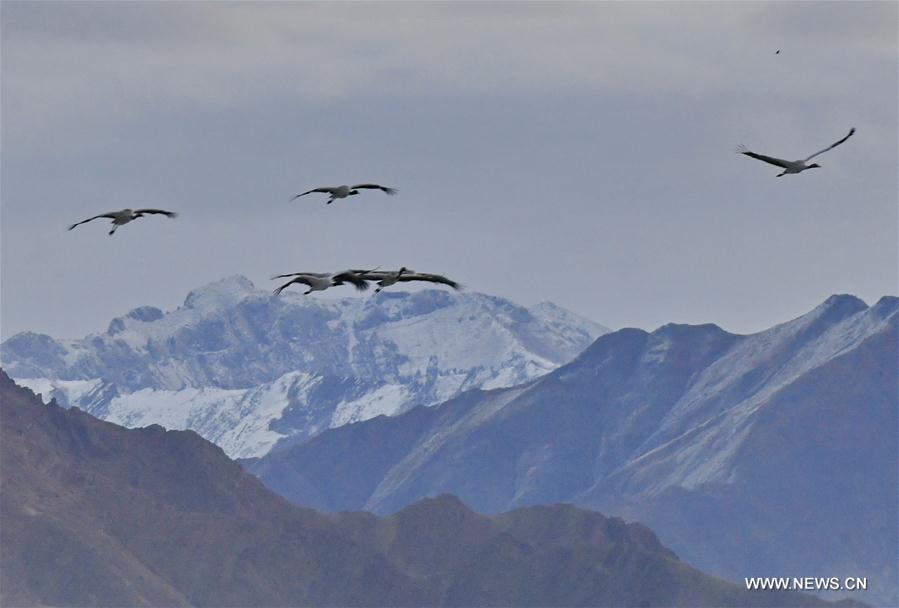 CHINA-LHASA-ECOLOGICAL PROTECTION-CRANES (CN)